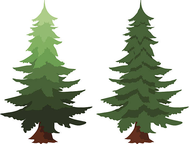 612x466 Pine Tree Clipart Douglas Fir