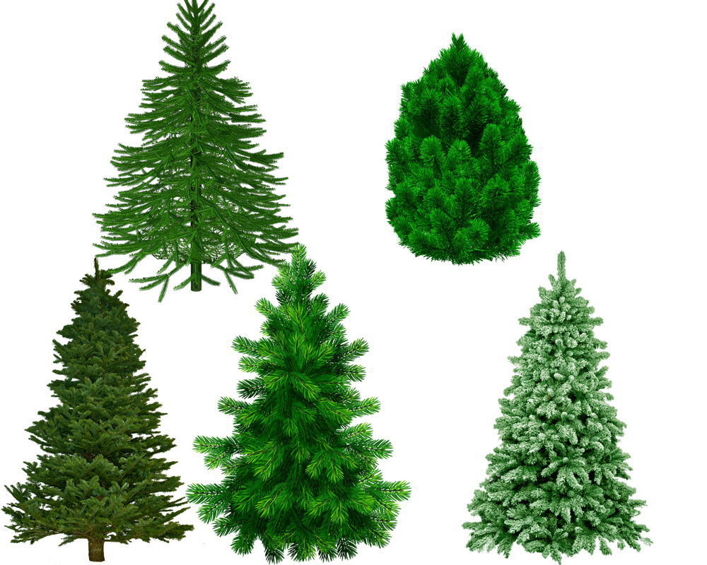 1000x800 Pine Tree Clipart Graphic