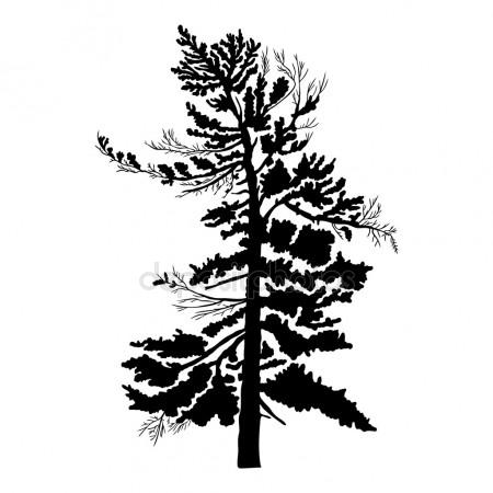 450x450 Cedar Tree Silhouette Stock Photos, Royalty Free Cedar Tree