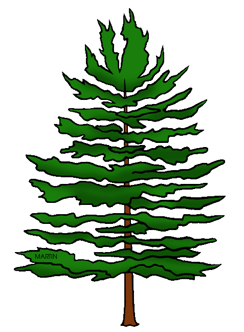 Pine Trees Image