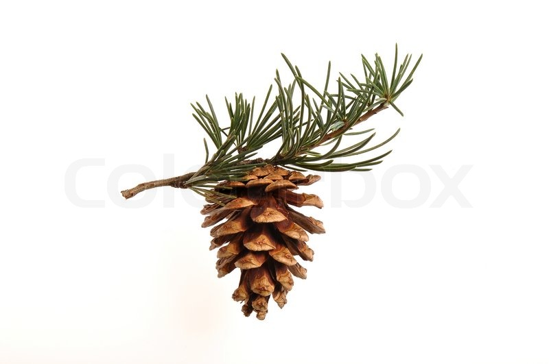800x531 Pine Cone Hanging On A Pine Tree Branch Stock Photo Colourbox