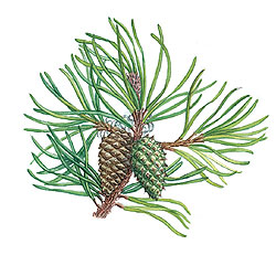 250x231 Tree Name Trail