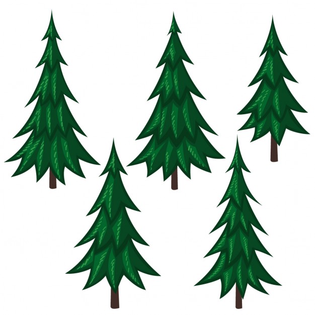 Pine Trees Pictures