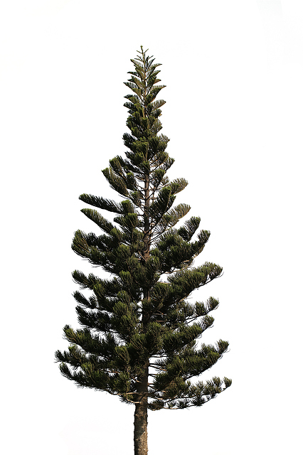 426x640 Fresh Pine Trees Isolated On White Background Public Domain Free