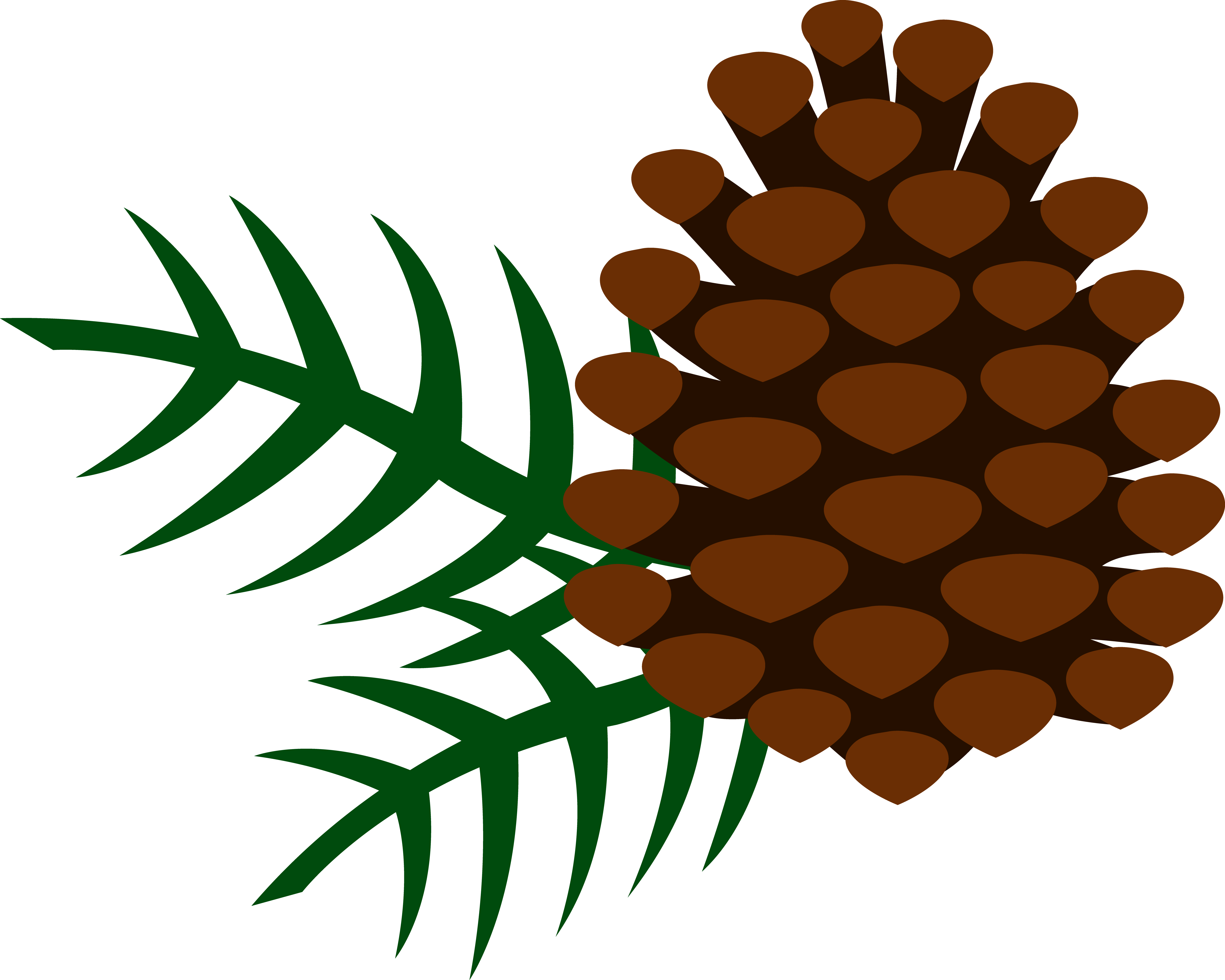 6543x5237 Pine Cliparts Free