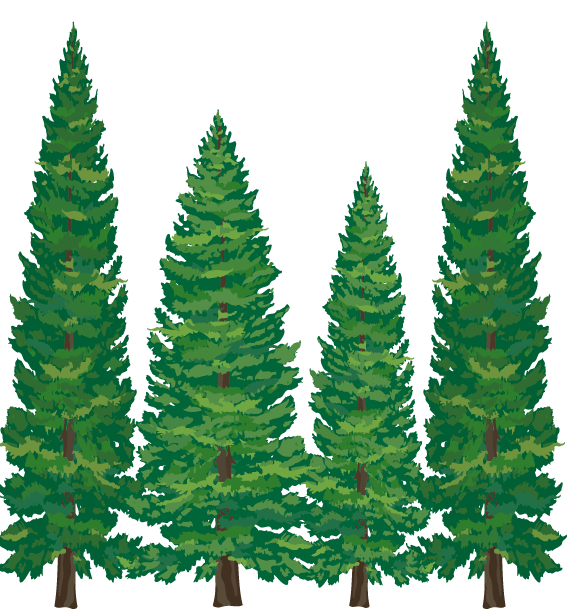 567x609 Pine Tree Clipart Softwood