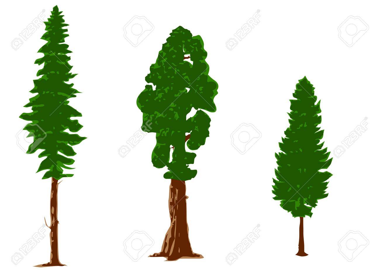 1300x923 Silhouettes Of Pine Trees Isolated On White Royalty Free Cliparts