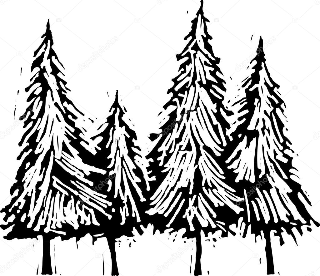 1024x884 Woodcut Illustration Of Pine Trees Stock Vector Ronjoe