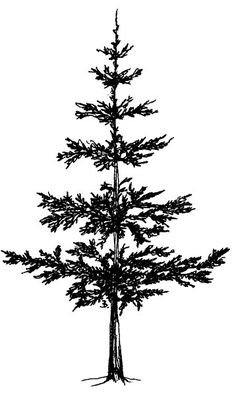 236x395 Eastern White Pine Tree Drawing