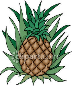 251x300 Pineapple Tree Clipart