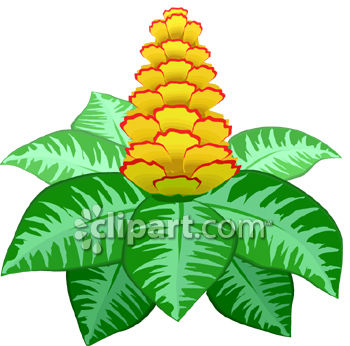 350x346 Flowering Plant With Flowers Shaped Like A Pineapple