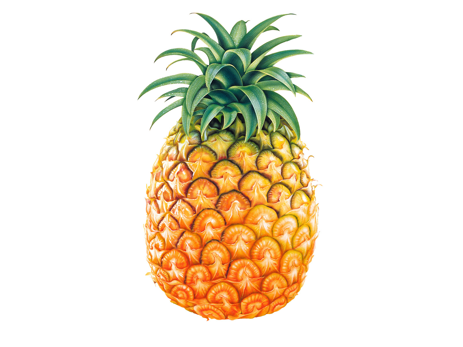 1600x1200 Pineapple Vector