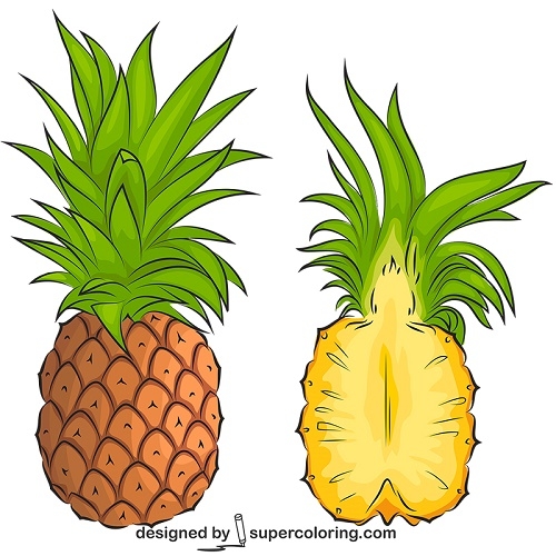 500x500 Pineapple Cut Into Pieces Vector Super Coloring