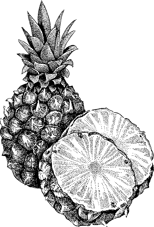 625x918 Pineapple Black And White Pineapple Clipart Black And White Free 7