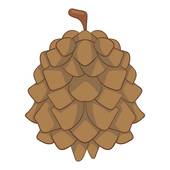 170x170 Pine Cone Illustrations