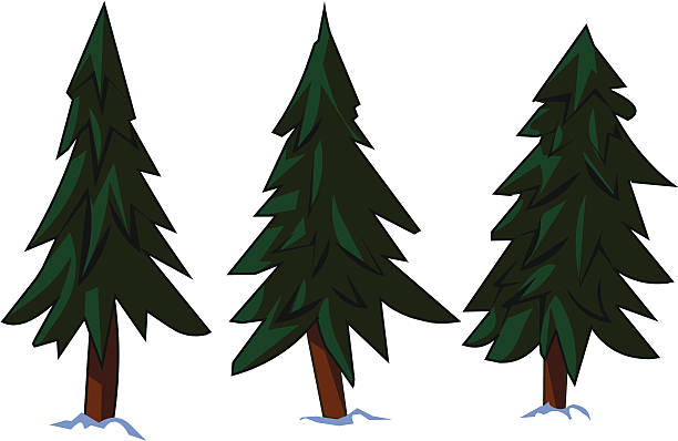 612x398 Pine Tree Clipart Three Pine