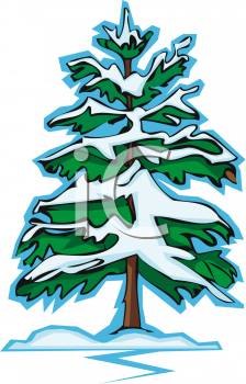 224x350 Pine Clipart Winter