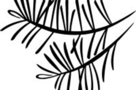 450x300 Pine Tree Branch Clipart 101 Clip Art