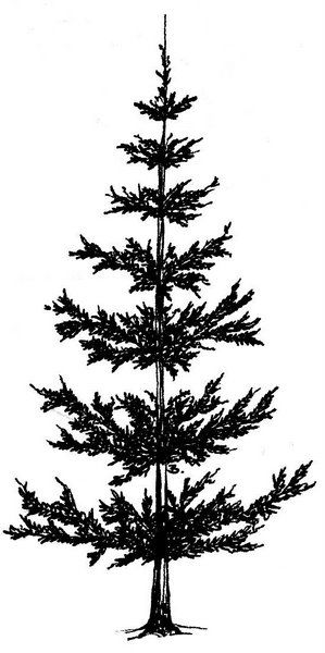 299x600 Pine Tree Clipart Drawn
