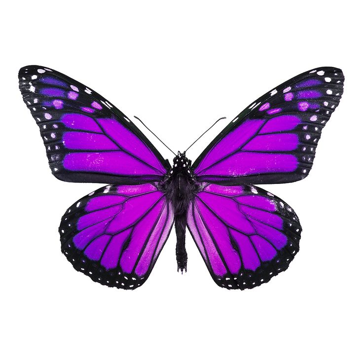 Pink And Purple Butterfly