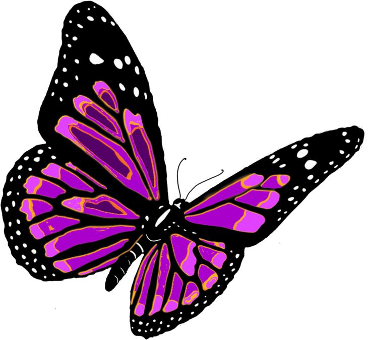 736x675 21 Best Butterflyugs Images Butterflies
