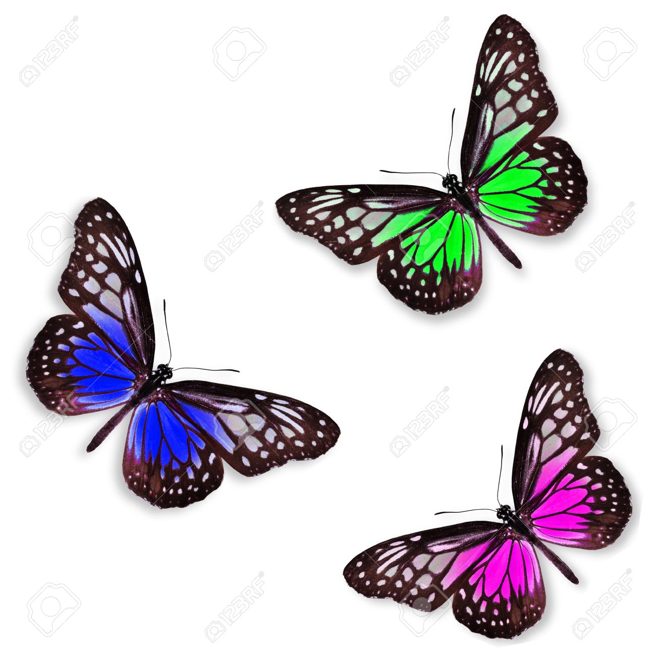 1300x1300 Green Pink And Blue Butterflies Isolated On White With Soft Shadow