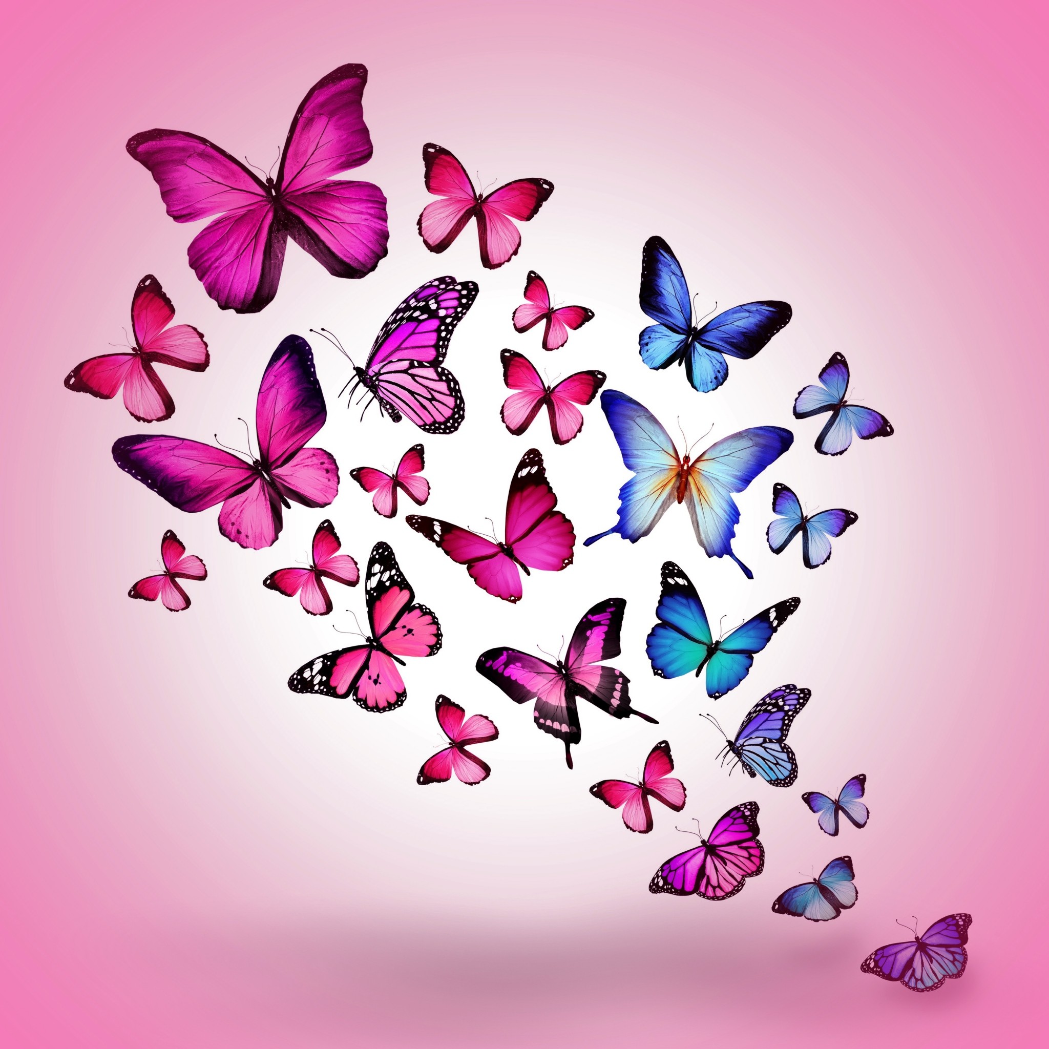 2048x2048 Pink And Purple Butterfly Wallpaper Images)