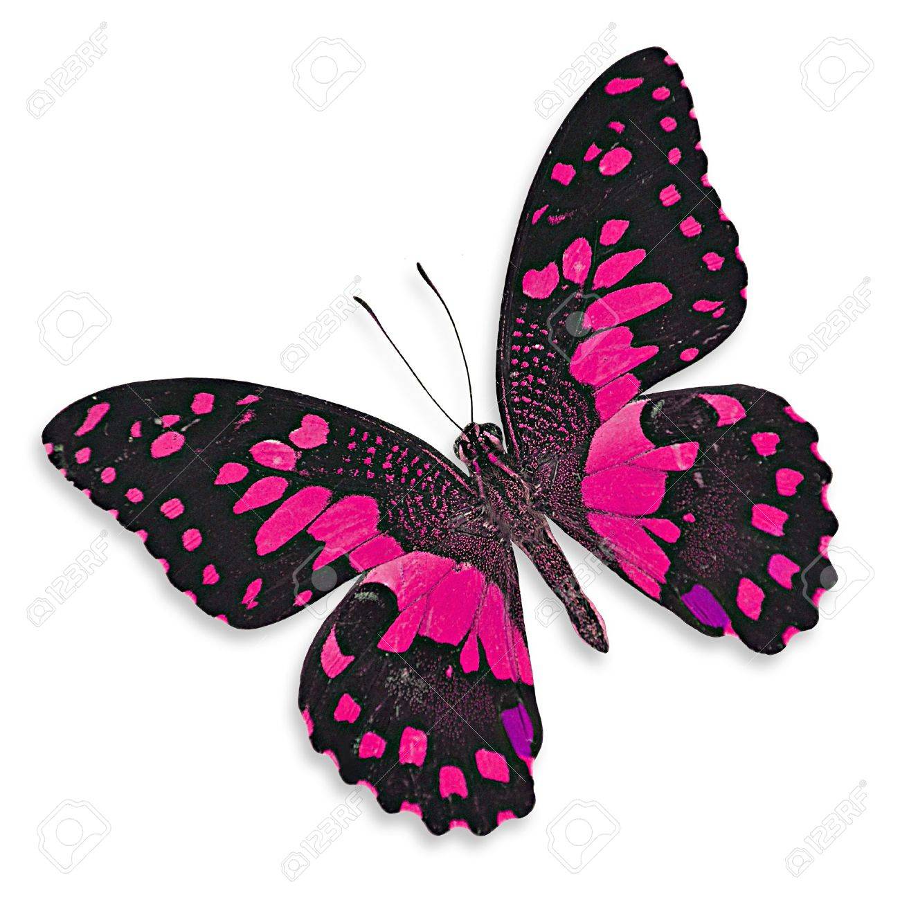 1300x1300 Purple Butterfly Pink