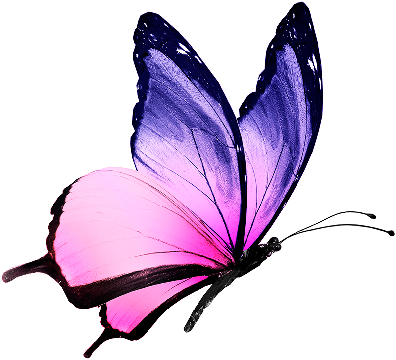 Pink And Purple Butterfly | Free download on ClipArtMag