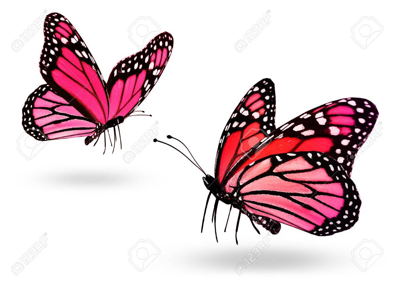 1300x945 Pink Butterfly Flying Images Amp Stock Pictures. Royalty Free Pink