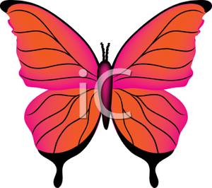300x266 Orange And Pink Butterfly