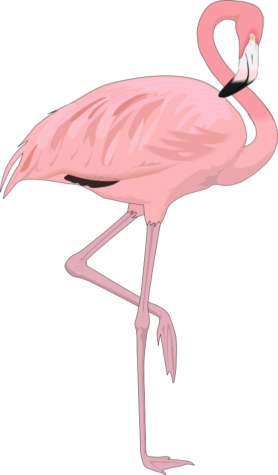 555x950 Pink Flamingo Clip Art Free
