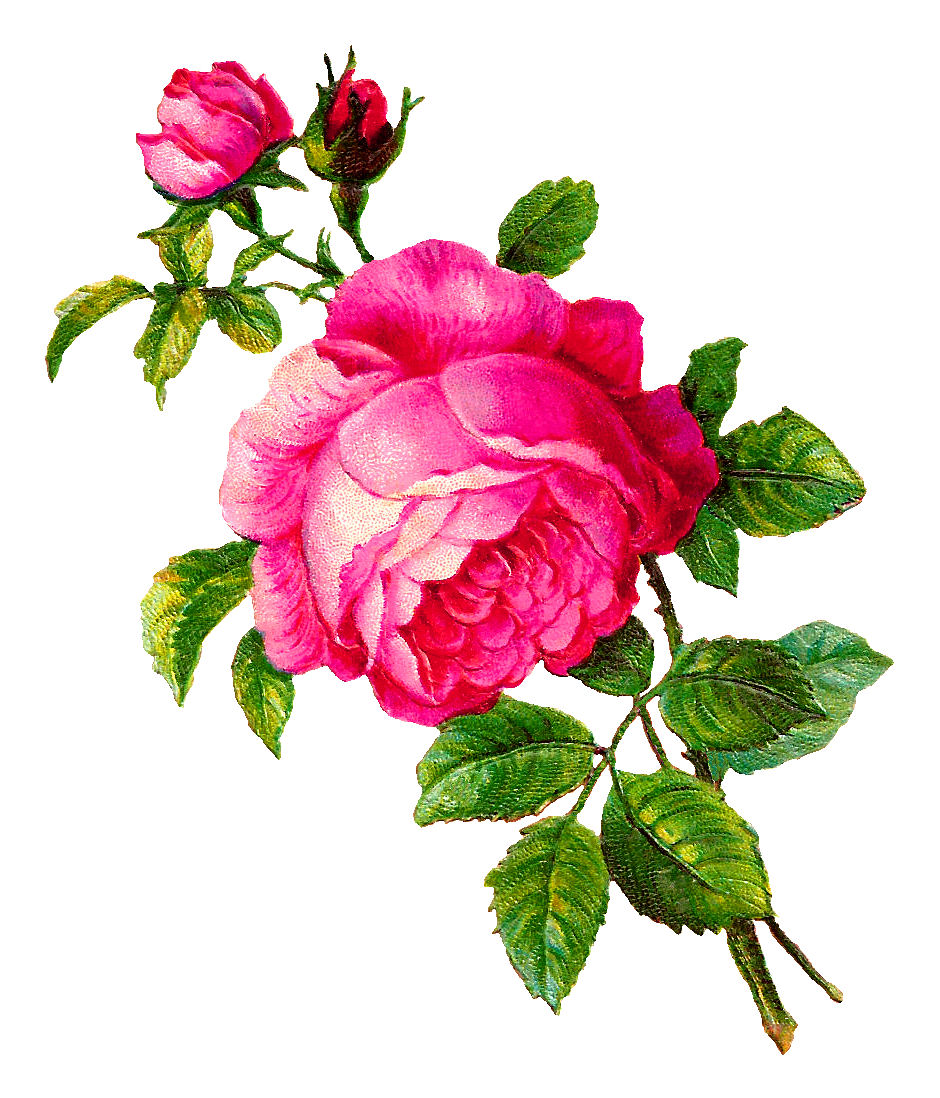 Pink Rose Clipart