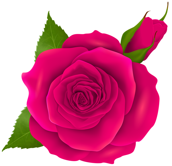 600x579 Pink Rose And Bud Transparent Png Clip Art Roses