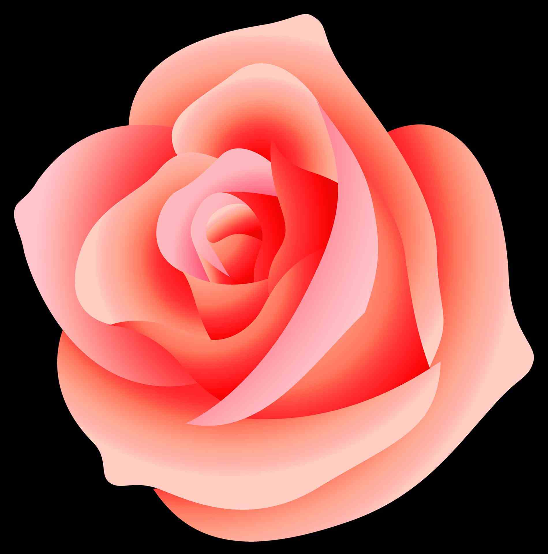 1899x1919 Pink Rose Png Rose Png Images Transparent Free Download Pngmartcom