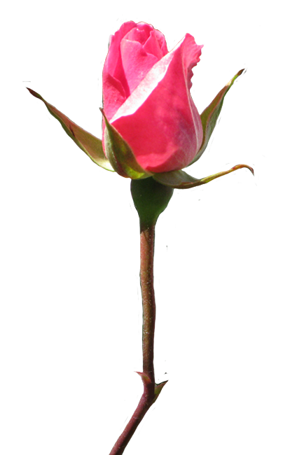 404x650 Rose Clipart