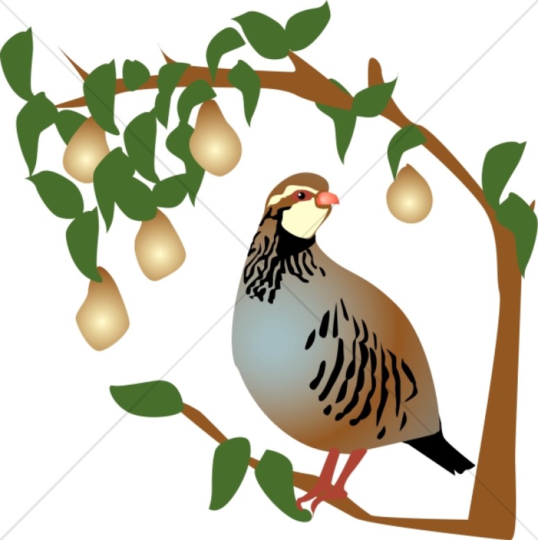 774x776 Top 92 Partridge Clip Art