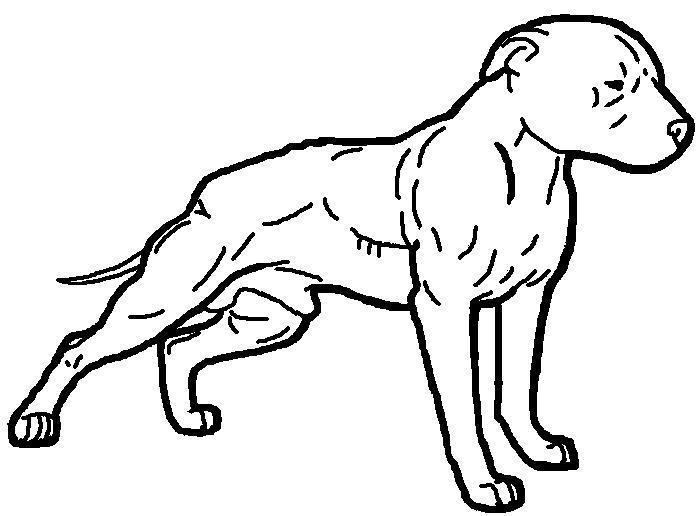 698x516 Pitbull Clipart Drawn