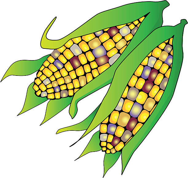 612x580 Corn Clipart Maize