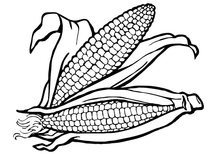 875x620 Indian Corn Coloring Page 430330