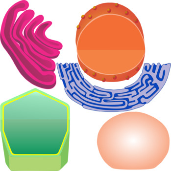 349x350 Plant Cell Parts By Studio Devanna Teachers Pay Teachers