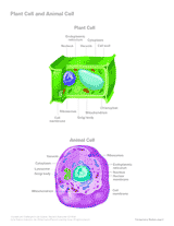 160x207 Simple Plant Cell