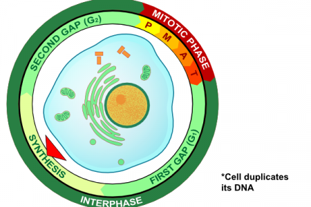 450x300 Top 92 Plant Cell Clip Art