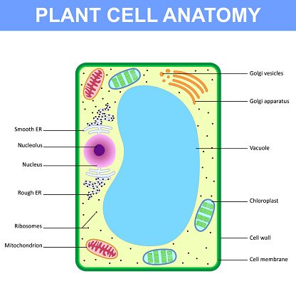 Plant Cell Clipart | Free download on ClipArtMag