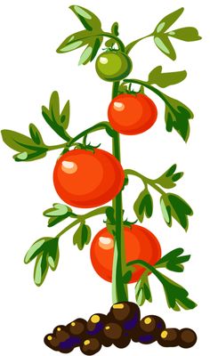 236x400 Tomato Plant Clipart