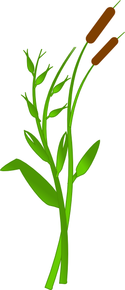 258x598 Cattail Clip Art