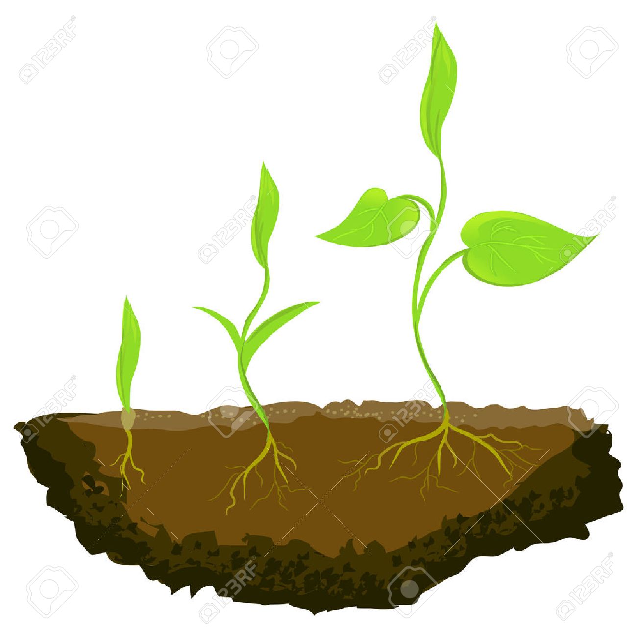 1300x1300 Three Plants Growing In The Ground. Vector Illustration Royalty