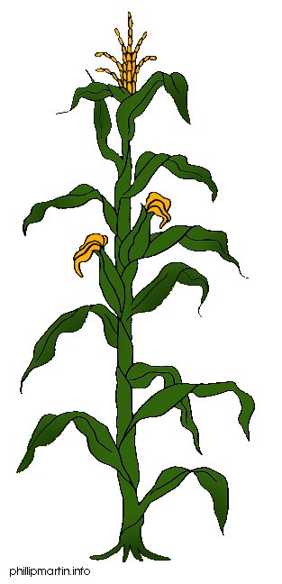 313x648 Corn Plant Growing Clipart