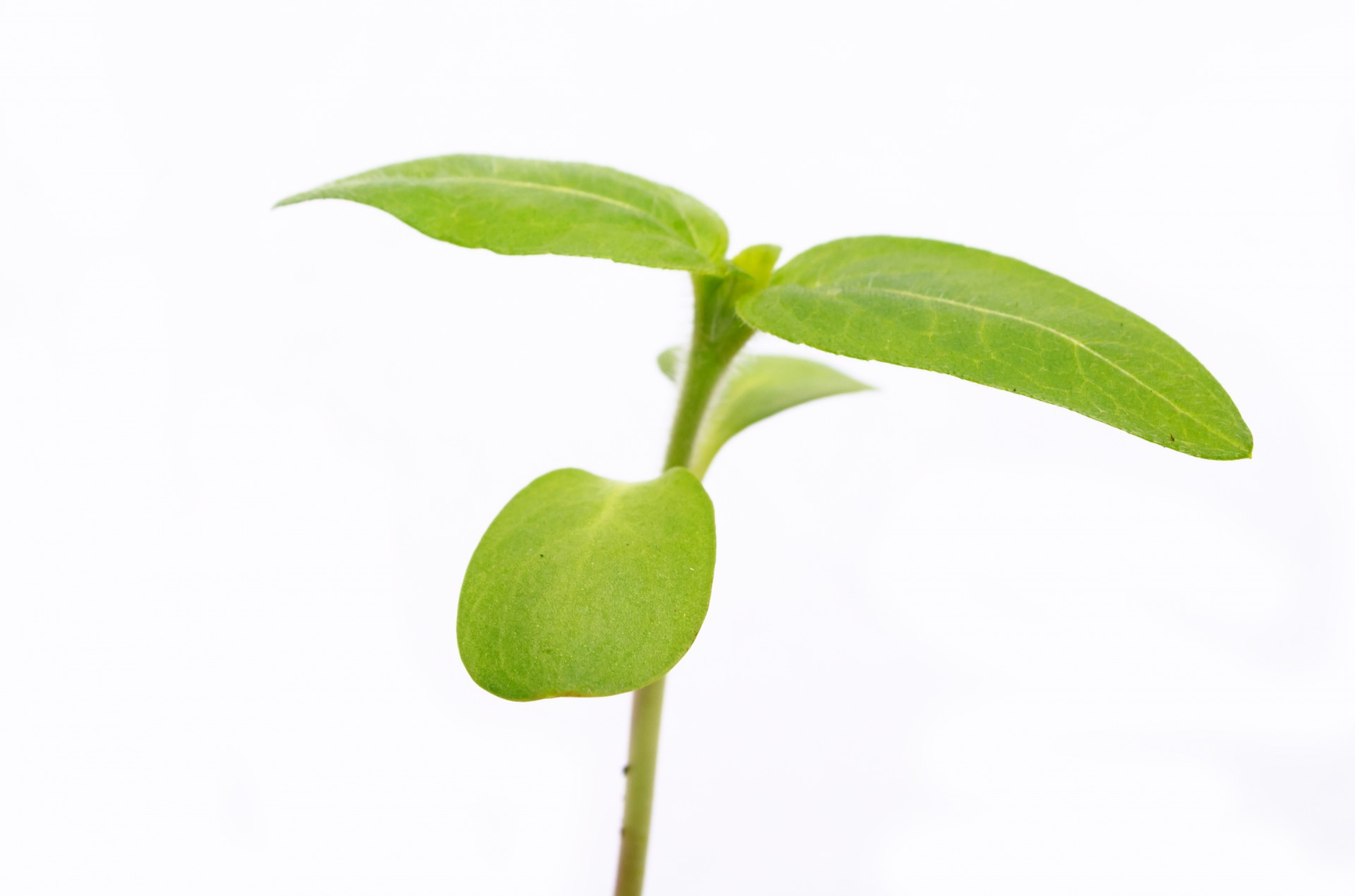 1920x1271 Plant Free Stock Photo