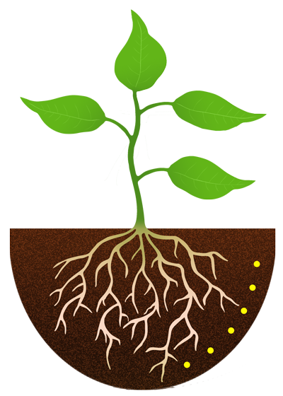 400x560 Plant Roots Clipart